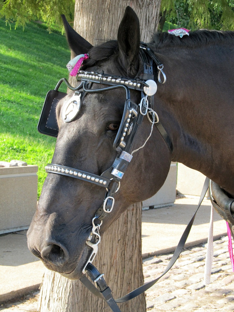 Horse Harness Brasses At Home With Kayla Price