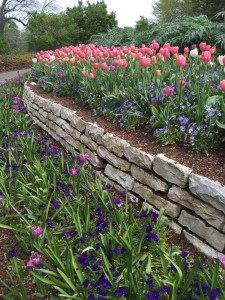 A beautiful flowerbed displays gorgeous pink tulips.