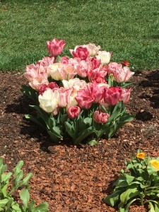 Unusual tulips of all shapes, sizes and colors were found in the test garden.