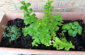 Thyme, mint and basil ready for the kitchen.