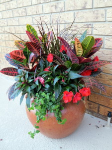 Planter featuring crotons and other plants that highlight the colors of the crotons.