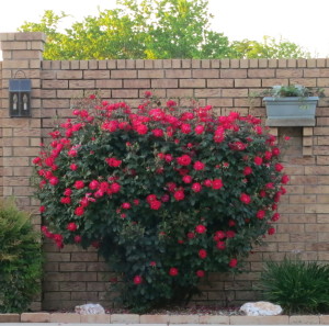 A Knockout rose bush that always looks like a heart, no matter how we prune it.