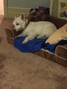 Max in his bed, which was good, but not as good as the human bed! Sometimes he forgot which end went on the pillow.