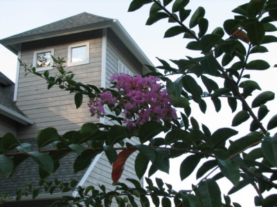 Another photo by Michael. Great color in the crepe myrtle.