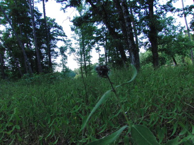 This was my favorite of Andrew's photos. It is a dancing weed.