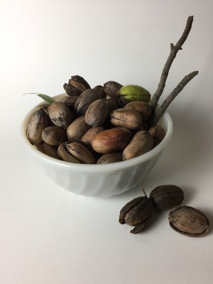 A bowl of freshly gathered pecans from my tree.