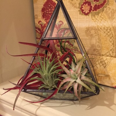 Tillandsia (air plants) in there new home.