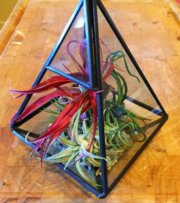 My air plant container. 
