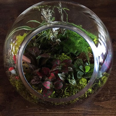 This is my terrarium at home on my coffee table. I love it!