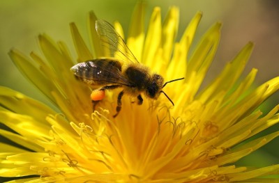 Notice the pollen on the bee's knee.