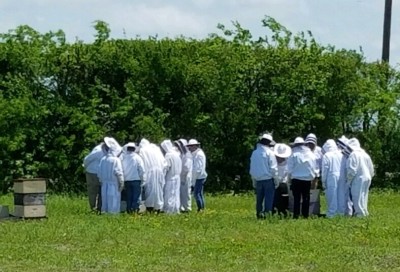 A group of beekeepers inspecting the hives. 