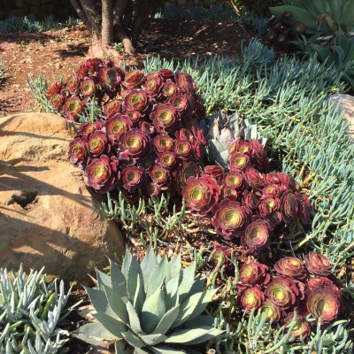 Succulents come in a variety of shapes, sizes and colors. These are growing in a flowerbed in Malibu, California.