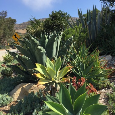 Several large agave plants fill this flowerbed.