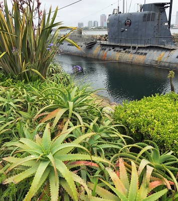 In the background is a WWII Russian Scorpian class submarine berthed in Long Beach next to the Queen Mary. In the foreground are succulents.
