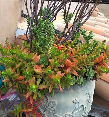 Several succulents have been combined in this pretty planter. 