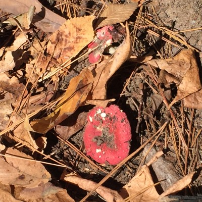 Another photo from the hike...a red mushroom.