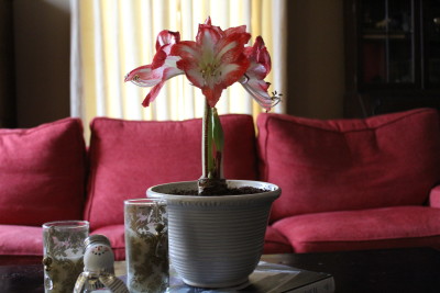 Amaryllis by morning. (I couldn't resist. Yes, this plant is named George.)