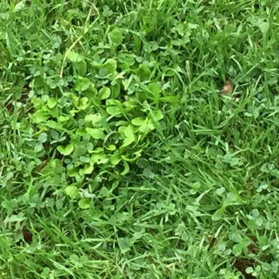 Mixed in with the grass are Shamrock. 