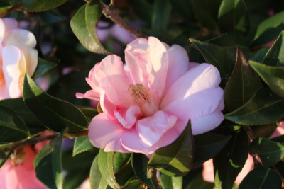 A close-up of a camellia. Lovely.