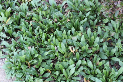 Daisy leaves are soaking up the early spring sun in anticipation of the flowers to come.