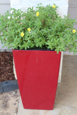 I love this planter, which is filled with yellow and lilac purslane.