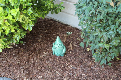 I love small fun garden surprises. This small ceramic gnome was a gift to Mike from his sister. It makes me smile!